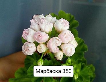 Герани и пеларгонии: Пеларгонии (герани) сортовые — детки в стаканчиках. Доступные сорта — 14