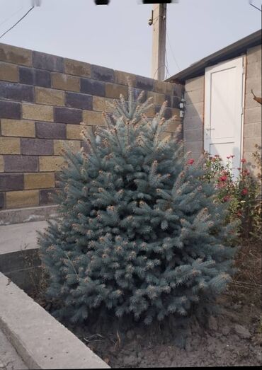 купить тележку: Ель голубая (Picea pungens ‘Glauca’), сформированный компактный куст