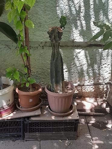 torf satilir: Təcili satılır balacası 50 böyüyü 100 əlaqə nömrəsi 0505366490 Adı — 3