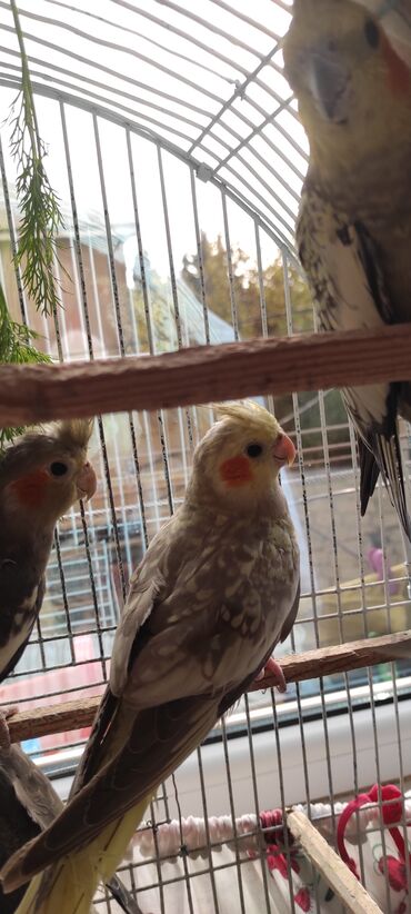 Tutuquşları: Nimfa (cockatiel) tutuquşuları – müxtəlif rəng mutasiyaları ilə - — 8
