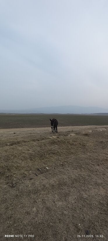 Eşşəklər: Məhsul: Qoyun Eşşəyi dişi boğaz 077-409-41-42 Bəhman qiymət 100₼ — 7