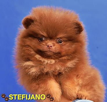 Psi: Pomeranac Boo. NOVO! Ekskluzivni dugo ocekivani stenci pomeranca u — 17