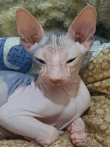 шотландская веслоухая кошка: Кошка породы сфинкс с необычной внешностью и большими ушами. Кожа у