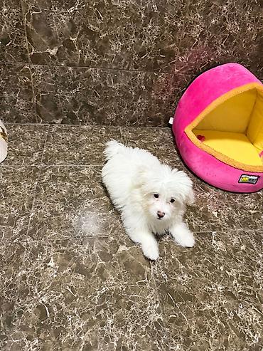 Pişiklər: Şotland, Erkək, Dişi, Yaxşı əllərə, Ödənişli çatdırılma, Ünvandan götürmə, Rayonlara çatdırılma — 11