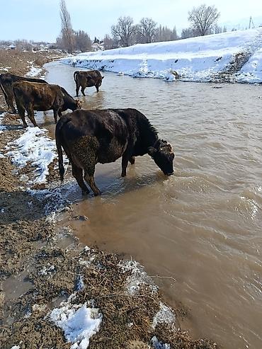 Коровы, быки: Продаю | Корова (самка) | Для молока — 1