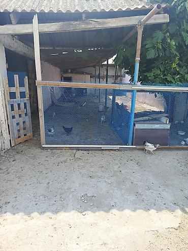 Qonaq otağı dəstləri: -şabranda gülemlide 9 sotda heyetde 2 ev biri 3 otaqlı super remont -da lalafo.az — 39 Qonaq otağı dəstləri: -şabranda gülemlide 9 sotda heyetde 2 ev biri 3 otaqlı super remont — 39