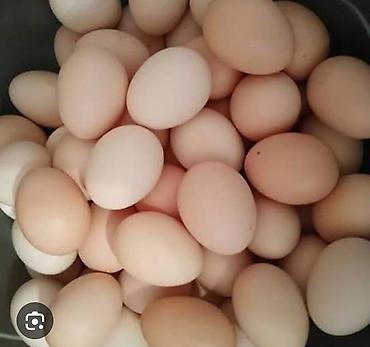 toyuq budu: Məhsul: Təbii toyuq yumurtası Təsvir: - Açıq krem və bej rəng — 1