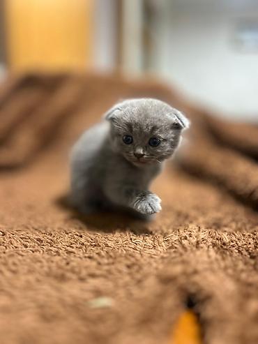 Pişiklər: Şotland — 2