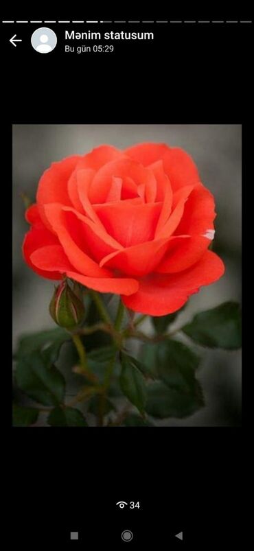 kitayskaya roza: Narıncı roza çox etirlidi 3illik tinglerdi maydan yanvara kimi gülü