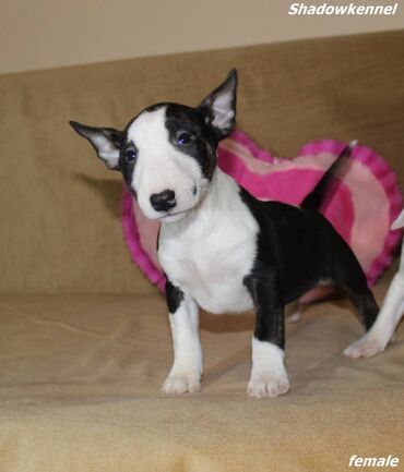 Psi: Stenci Mini Bull terijera, stari dva meseca, Pll, Lad, Lp clear na lalafo.rs — 1 Psi: Stenci Mini Bull terijera, stari dva meseca, Pll, Lad, Lp clear — 1