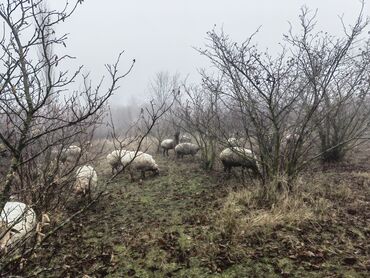 heyvan sahiblenme: Uc dene cavan heyvan satilir biri erkek ikisi diwi. Qusardadi kilosu