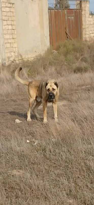 İtlər: Kanqal, 3 il, Erkek, Peyvəndli, Ödənişli çatdırılma — 7