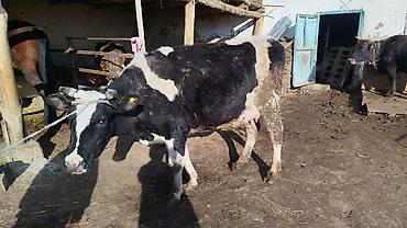 Коровы, быки: Продаю | Корова (самка) | Для молока | Привязанные — 11