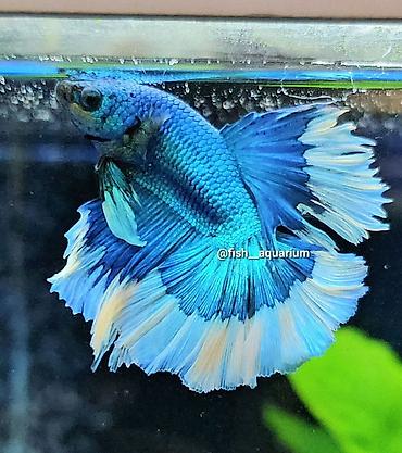 Рыбы: Уточняйте наличие. Шикарные самцы петушки! Цены разные. Рыбка — 8