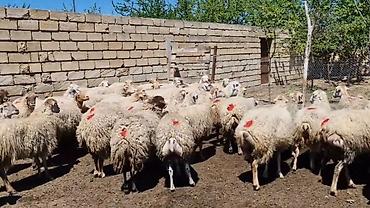 Qoyunlar, qoçlar: Dişi, il: 1, Damazlıq, Pulsuz çatdırılma — 22