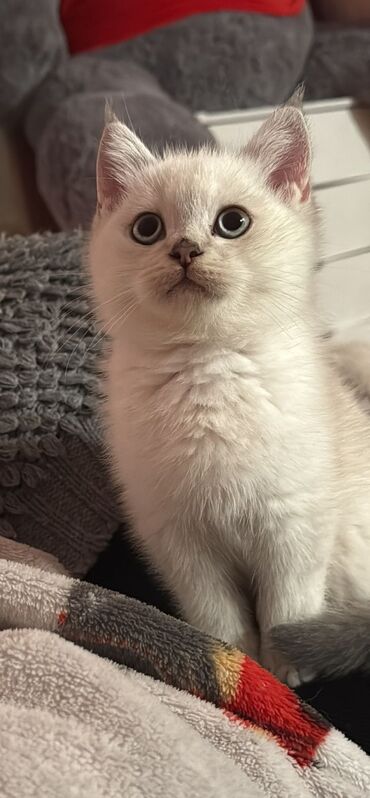 Pişiklər: Britaniya və Scottish və digər növlərin bala pişikləri var. Qiymətləri — 7