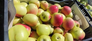 Сельхоз предприятия: Продаю Ферма КРС, 330 соток, Действующий, С оборудованием, Холодная вода, Электричество — 15