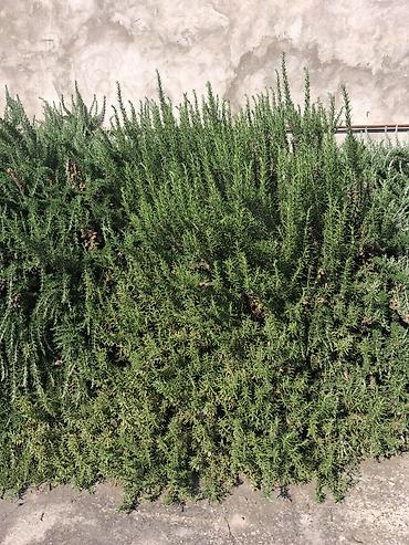 bitki dərmanları satışı: Rozmarin bitkisinin köklenmiş cilinqleri satılır. Müalicəvi bitkidi — 6