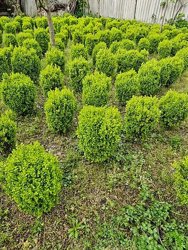 agac satisi baki: Buxus (şimşir) dekorativ kolları – formal heykəllər və canlı hasarlar — 8