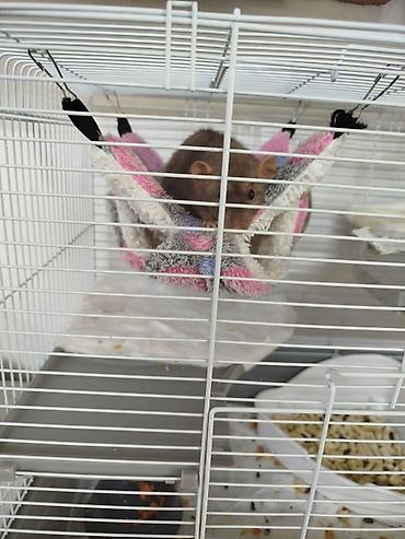 Зоотовары: Продаются клетки 47.28.46. гамаки 250 сом, домики 250 сом поильники — 10