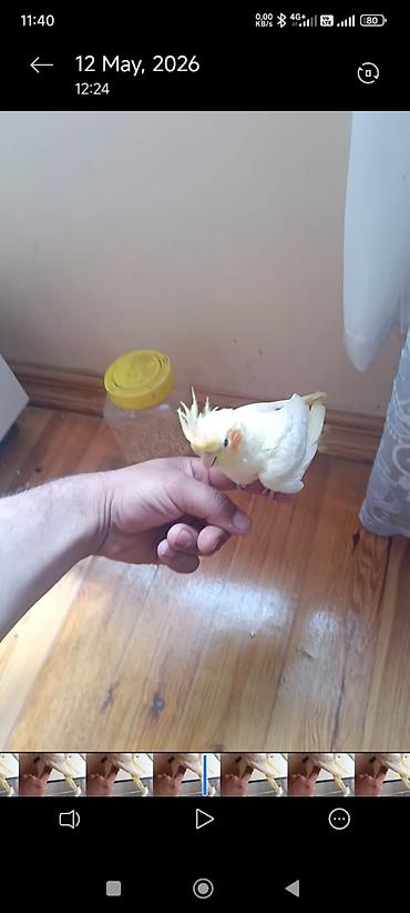 ordek yumurtası satışı: Məhsul: Sarı-albino nimfa tutuquşu (Cockatiel)yas. yarimliq. disi — 1
