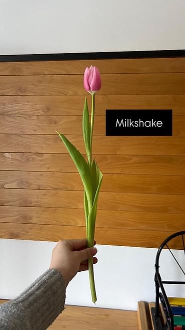 Букеты из живых цветов: Тюльпан оптом 2026 Продам оптом оптом оптом От 500шт Самые лучшие at lalafo.kg — 5 Букеты из живых цветов: Тюльпан оптом 2026 Продам оптом оптом оптом От 500шт Самые лучшие — 5