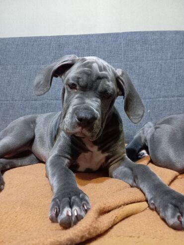 Другие животные: Продаем щенков кубинского питбультерьера, линейное разведение — 8