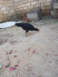 Xoruzlar: Cins: Uzunboyun yerli döyüş tipli toyuq-quş (xanxır/mix) Təsvir: - — 7