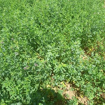 toyuq satisi: Hal hazirda Yonca (Medicago sativa) becerilib 3 hektar torpaq sahəsi — 3