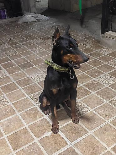 İtlər: Doberman, Pulsuz çatdırılma — 1