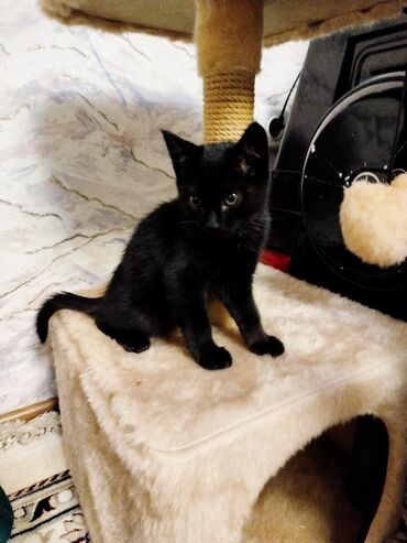 домик для котов: Черный котенок продаётся вместе с домиком мальчик