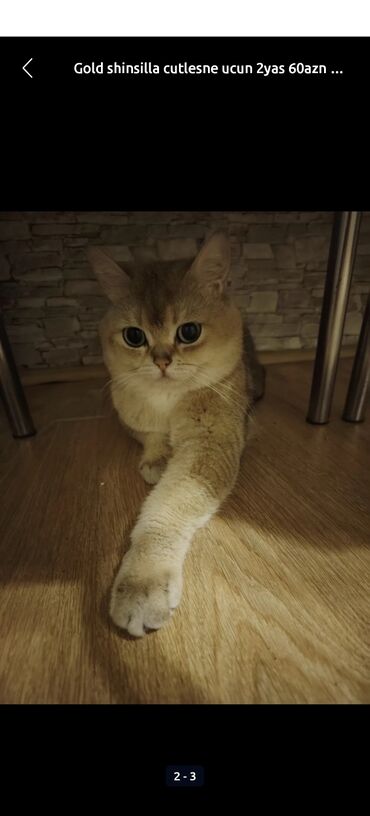 шотландский вислоухий котенок баку: Qızıl şinşilla, Erkək, Cütləşmə üçün, Ödənişli çatdırılma