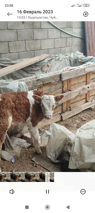 Коровы, быки: В Продаже Сементальская бычек 1.год 3. месяц рост. 1.5 цена 99999