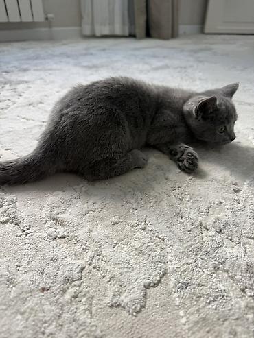 кот британский: Британский короткошёрстный котёнок, окрас сплошной голубой (серый) — 7