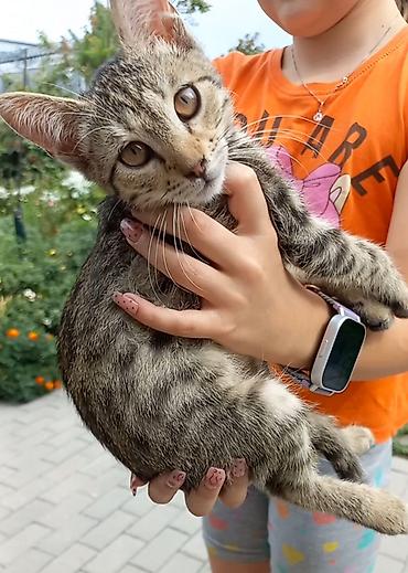 Мышыктар: Полосатый котёнок (окрас tabby) с крупными выразительными глазами и — 1