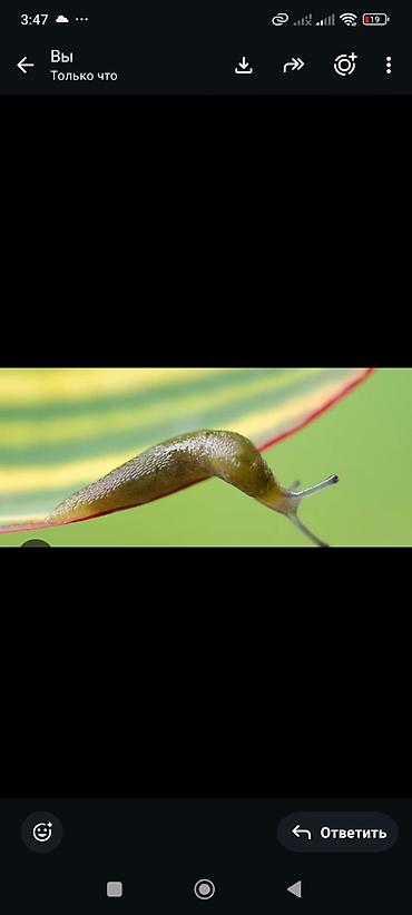 akvarium baligi: Çilpaq ilbiz Bağ və tərəvəz sahələri üçün effektiv ilbiz və şlak — 1