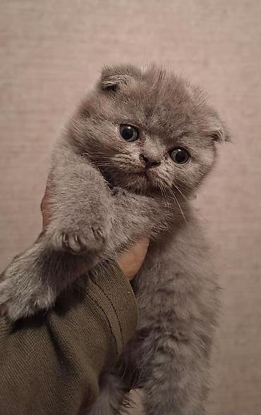 Pişiklər: Britan, Erkək — 11