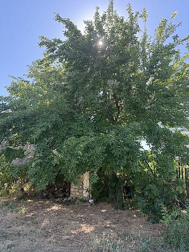 ceyranbatanda: Ceyranbatanda xüsusi təklif: 8 sot torpaq sahəsi və yarımçıq tikili — 5