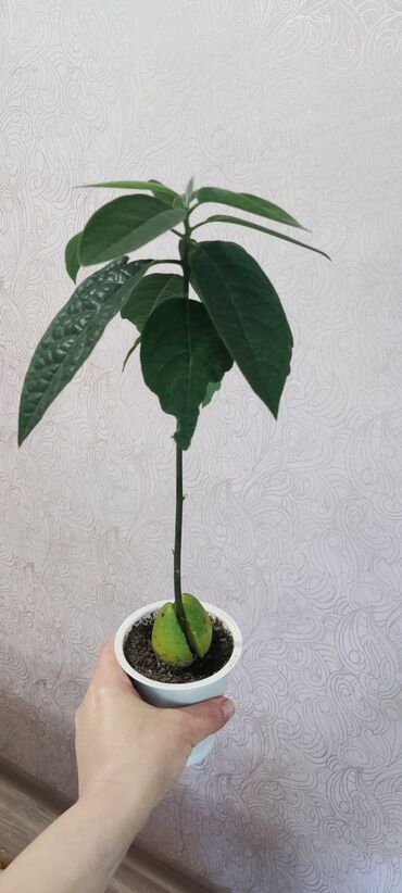 Другие комнатные растения: 🥑 продам авокадо.очень интересно смотрится,не прихотлив в уходе