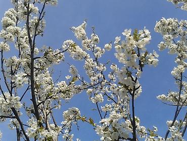 Другие животные: ППУ УЛЬИ для пчел.(из пенополиуретана специально для ульев). Ящики — 11