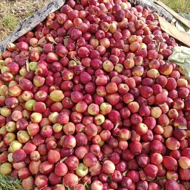 альянс мебель бишкек каталог: Яблоки