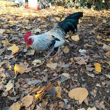 трафареты для рисования животных: Карликовый петушки