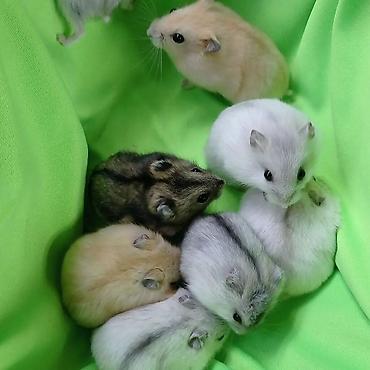Хомяки: Продаются хомячки джунгарские, сирийские, ангорские пушистые хомячки — 2