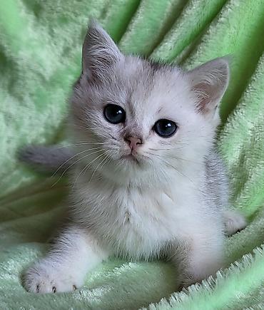 Pişiklər: Şinşilla — 6