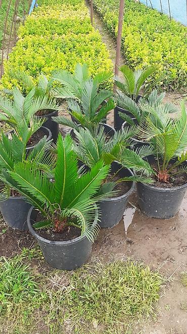 finiks palma: Sago palma (Cycas revoluta) – qara plastik qablarda dekorativ palma - — 2