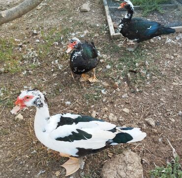 kayuqa ördək: La ördekler hamsı erkeksi dışi yoxdur cavan heyvanlardır