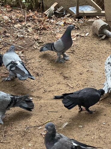 Göyərçinlər: Kəməti göylərdi içində 3 4 dənə əbrəş var. 17-20 tukdulər. kom şəkildə -da lalafo.az — 8 Göyərçinlər: Kəməti göylərdi içində 3 4 dənə əbrəş var. 17-20 tukdulər. kom şəkildə — 8