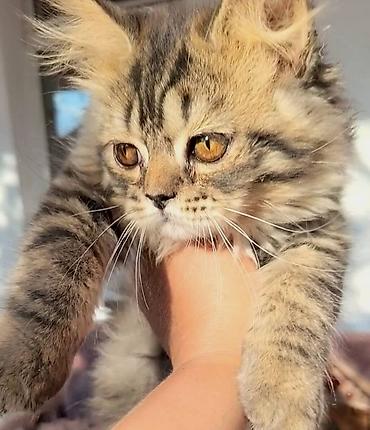 Котенок 4 месяца,шотландский хайленд страйт,ноходится в Канте