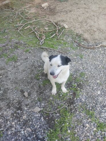 İtlər: Zvonok, 11 ay, Erkek, Peyvəndli -da lalafo.az — 1 İtlər: Zvonok, 11 ay, Erkek, Peyvəndli — 1