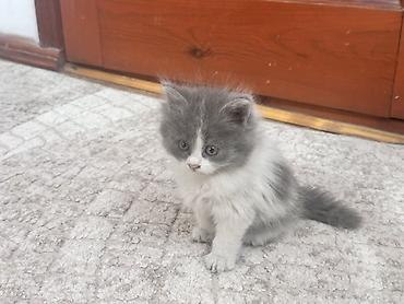 Продажа кошек: Плюшевые котята от мамы рэгдолл❤️ котятам 2-месяца, кушают все, ходят at lalafo.kg — 3 Продажа кошек: Плюшевые котята от мамы рэгдолл❤️ котятам 2-месяца, кушают все, ходят — 3